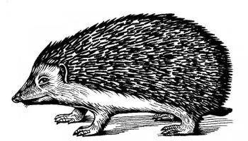 The Hedgehog Review's Logo