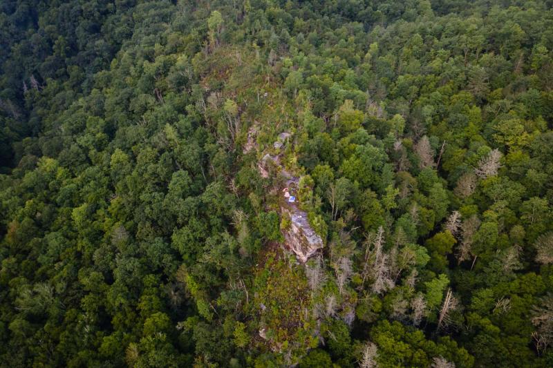 Aerial photo of dense forest