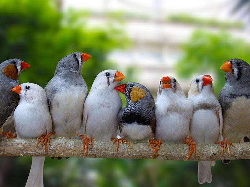 Zebra Finches